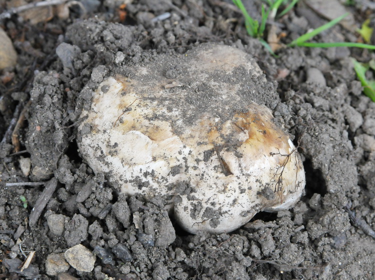 Un Agaricus dal Nord Inghilterra